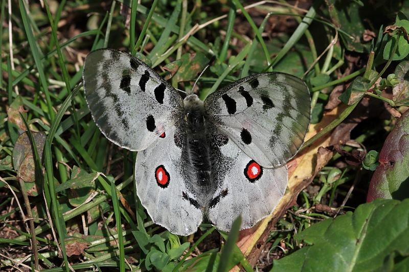 Farfalla da identificare - Parnassius apollo